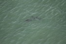 Missing Picture